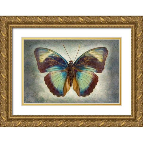 Brown Patch Ceres Forester Gold Ornate Wood Framed Art Print with Double Matting by Reynolds, Richard