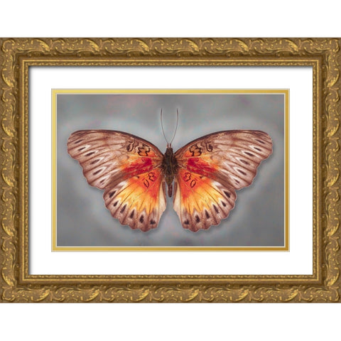Common Red Glider Gold Ornate Wood Framed Art Print with Double Matting by Reynolds, Richard