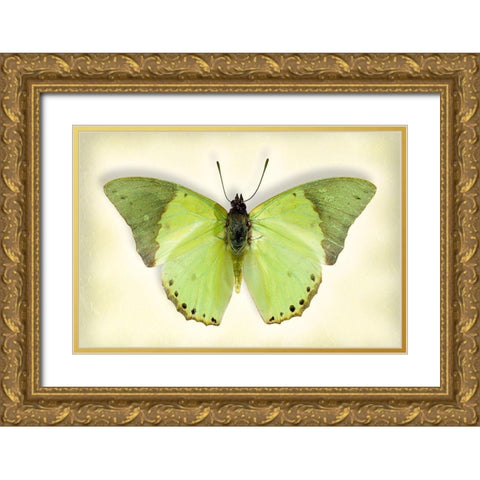 Common Green Charaxes Gold Ornate Wood Framed Art Print with Double Matting by Reynolds, Richard