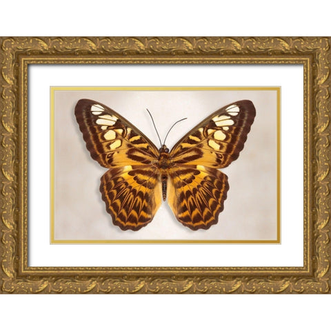 Clipper Butterfly Gold Ornate Wood Framed Art Print with Double Matting by Reynolds, Richard