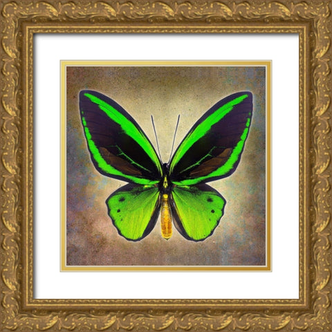 Common Green Birdwing Gold Ornate Wood Framed Art Print with Double Matting by Reynolds, Richard