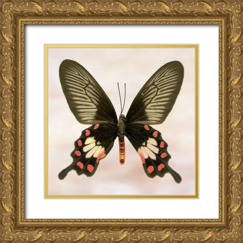 Rose Common Gold Ornate Wood Framed Art Print with Double Matting by Reynolds, Richard
