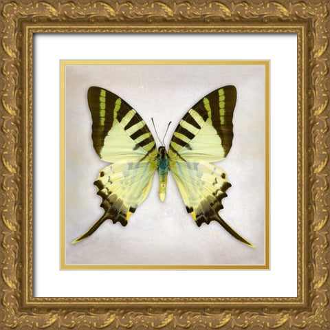 Fivebar Swordtail Gold Ornate Wood Framed Art Print with Double Matting by Reynolds, Richard