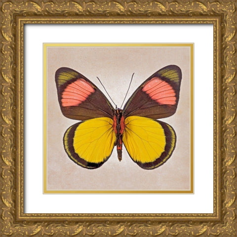 Painted Beauty Underside Gold Ornate Wood Framed Art Print with Double Matting by Reynolds, Richard