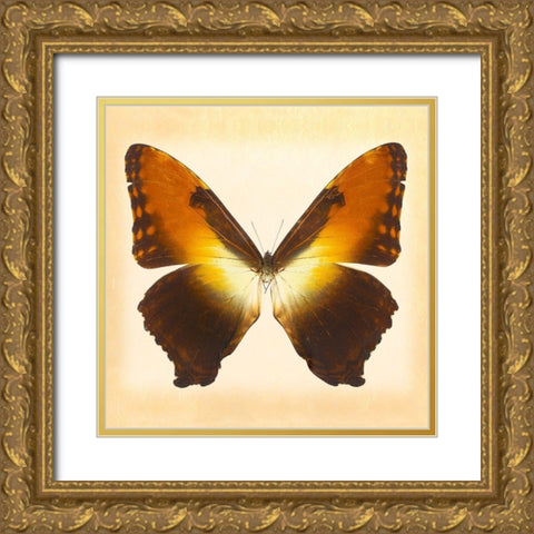 Sunset Morpho Gold Ornate Wood Framed Art Print with Double Matting by Reynolds, Richard