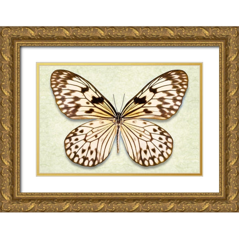 Rice Paper Butterfly Gold Ornate Wood Framed Art Print with Double Matting by Reynolds, Richard
