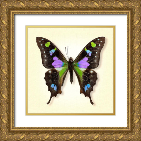 Purple Spotted Swallowtail Gold Ornate Wood Framed Art Print with Double Matting by Reynolds, Richard