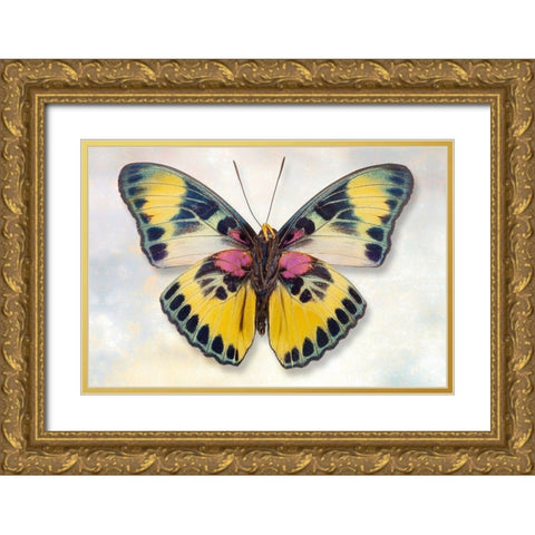 Euphaedra Adonina Gold Ornate Wood Framed Art Print with Double Matting by Reynolds, Richard