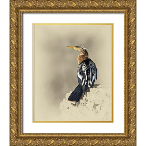 Anhinga Gold Ornate Wood Framed Art Print with Double Matting by Brown, Jim