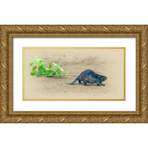 Beaver Gold Ornate Wood Framed Art Print with Double Matting by Brown, Jim