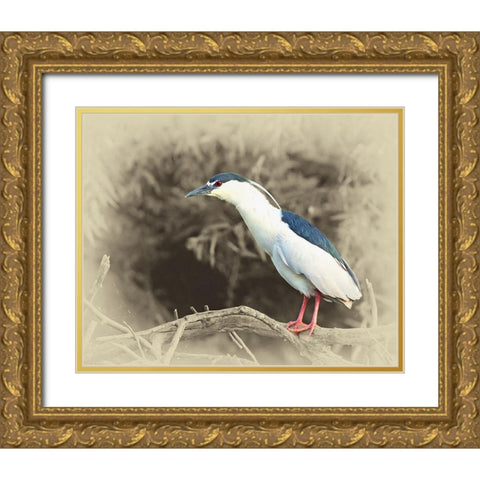 Black Crowned Night Heron Gold Ornate Wood Framed Art Print with Double Matting by Brown, Jim