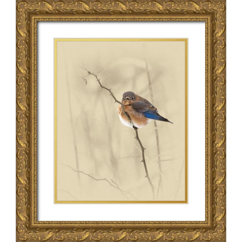 Bluebird Gold Ornate Wood Framed Art Print with Double Matting by Brown, Jim