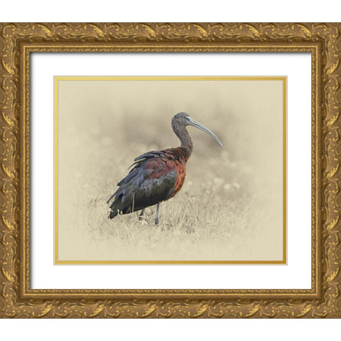 Glossy Ibis 1 Gold Ornate Wood Framed Art Print with Double Matting by Brown, Jim
