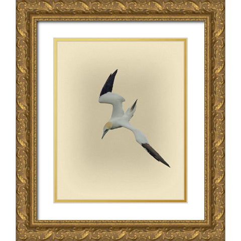 Northern Gannet 2 Gold Ornate Wood Framed Art Print with Double Matting by Brown, Jim