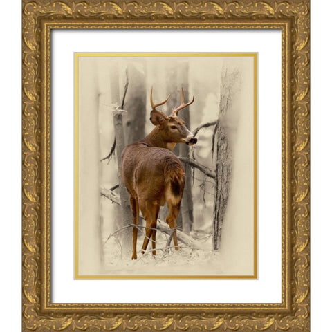 Ohio Buck Gold Ornate Wood Framed Art Print with Double Matting by Brown, Jim
