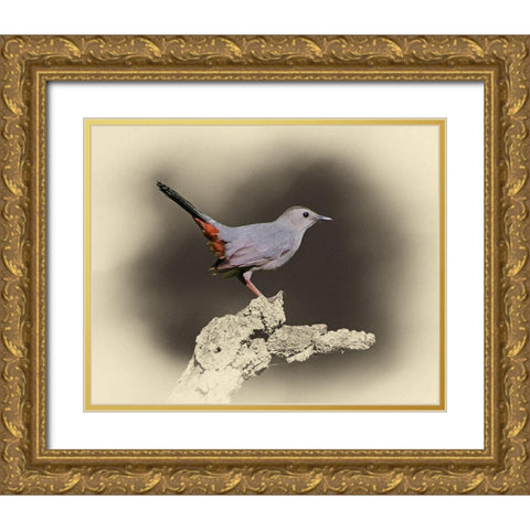 Cat Bird Gold Ornate Wood Framed Art Print with Double Matting by Brown, Jim