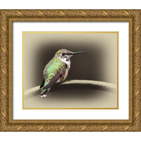 Female Ruby Throated Hummingbird Gold Ornate Wood Framed Art Print with Double Matting by Brown, Jim