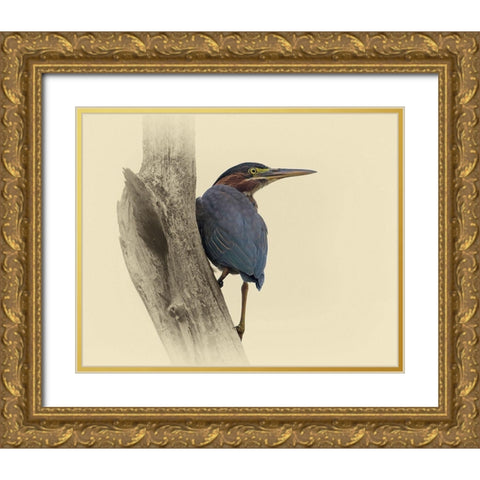 Green Heron II Gold Ornate Wood Framed Art Print with Double Matting by Brown, Jim