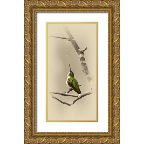 Hummingbird With Dew Drop Gold Ornate Wood Framed Art Print with Double Matting by Brown, Jim