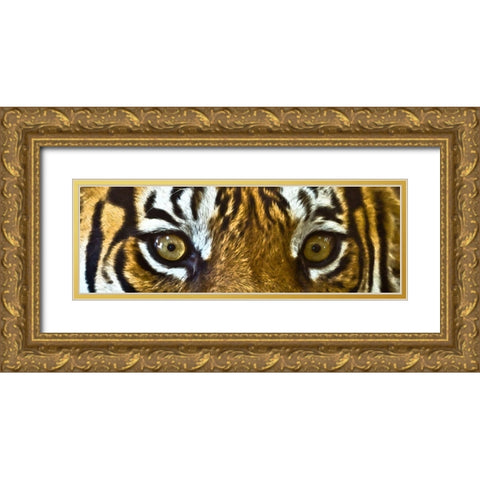 Tiger Eyes Gold Ornate Wood Framed Art Print with Double Matting by Bolokofsky, Ronald