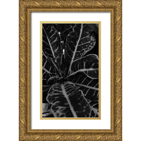 Tropics 2 Gold Ornate Wood Framed Art Print with Double Matting by Phillip, Jamie