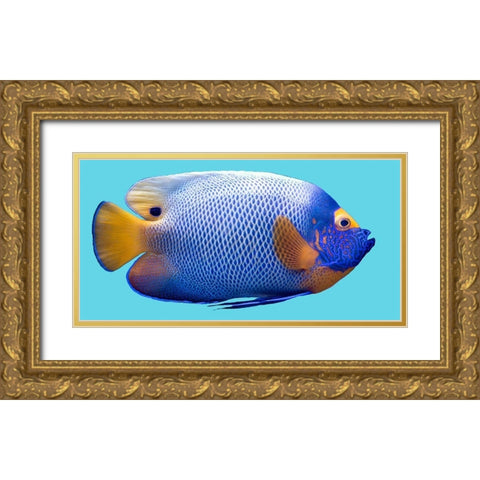 Parrot Fish Gold Ornate Wood Framed Art Print with Double Matting by Phillip, Jamie