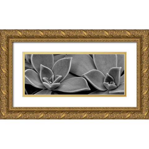 Succulent 1 Gold Ornate Wood Framed Art Print with Double Matting by Phillip, Jamie