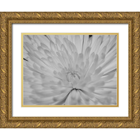 Angel White Flower Gold Ornate Wood Framed Art Print with Double Matting by Phillip, Jamie