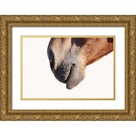 Horse Gold Ornate Wood Framed Art Print with Double Matting by Phillip, Jamie