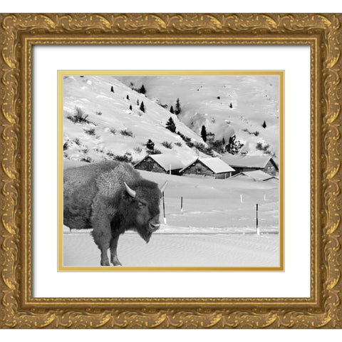 Snow Bison Gold Ornate Wood Framed Art Print with Double Matting by Phillip, Jamie