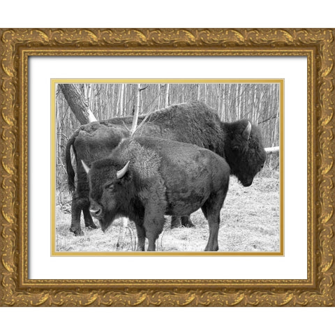Bison Season Gold Ornate Wood Framed Art Print with Double Matting by Phillip, Jamie