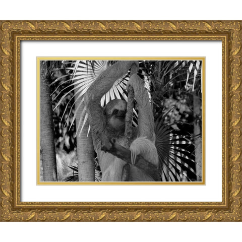 Lickity Sloth Gold Ornate Wood Framed Art Print with Double Matting by Phillip, Jamie