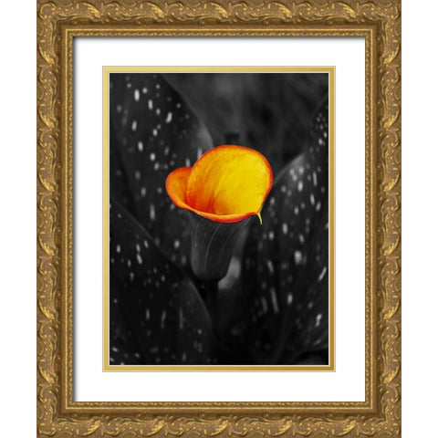Midnight Glow Gold Ornate Wood Framed Art Print with Double Matting by Phillip, Jamie