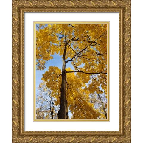 Silent Nature 1 Gold Ornate Wood Framed Art Print with Double Matting by Phillip, Jamie