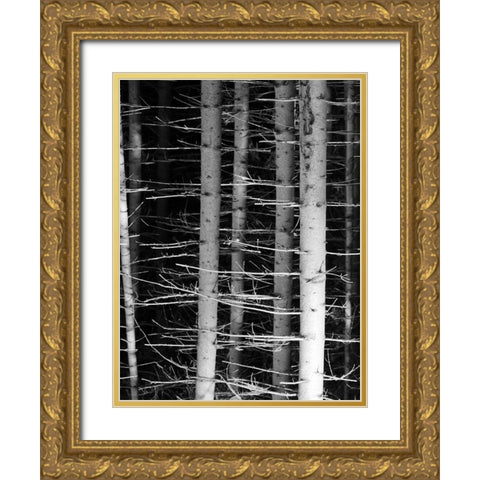 Dark Woods 2 Gold Ornate Wood Framed Art Print with Double Matting by Phillip, Jamie