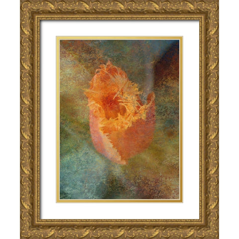 Rainbow Tulip 1 Gold Ornate Wood Framed Art Print with Double Matting by Phillip, Jamie