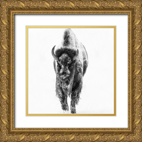 Blizzard Buff Gold Ornate Wood Framed Art Print with Double Matting by Phillip, Jamie