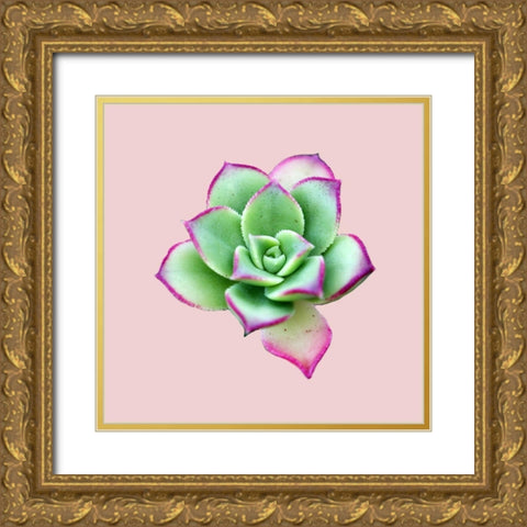 Succulent Gold Ornate Wood Framed Art Print with Double Matting by Phillip, Jamie