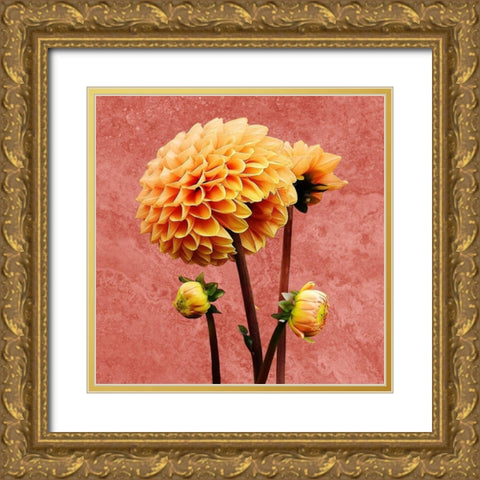 Morning Glory 2 Gold Ornate Wood Framed Art Print with Double Matting by Phillip, Jamie
