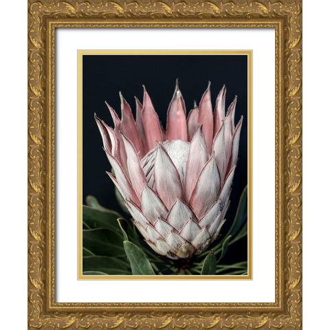 King of Flowers Gold Ornate Wood Framed Art Print with Double Matting by Urban Road