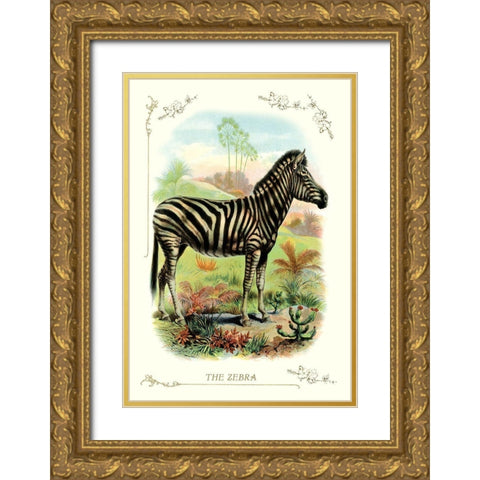 The Zebra, 1900 Gold Ornate Wood Framed Art Print with Double Matting by Unknown