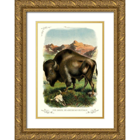 The Bison, or American Buffalo, 1900 Gold Ornate Wood Framed Art Print with Double Matting by Unknown