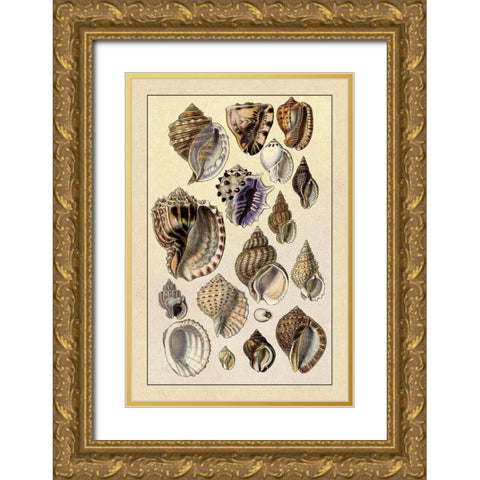 Shells: Purpurifera Gold Ornate Wood Framed Art Print with Double Matting by Sowerby, G.B.