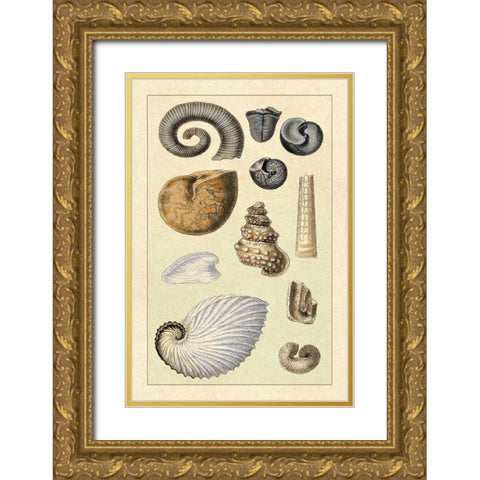 Shells: Ammonacea Gold Ornate Wood Framed Art Print with Double Matting by Sowerby, G.B.