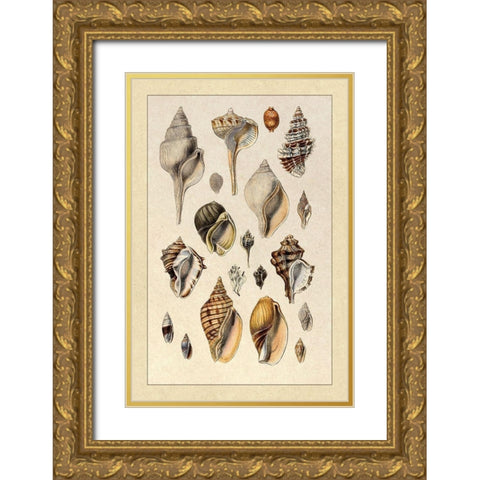 Shells: Sessile Cirripedes #3 Gold Ornate Wood Framed Art Print with Double Matting by Sowerby, G.B.