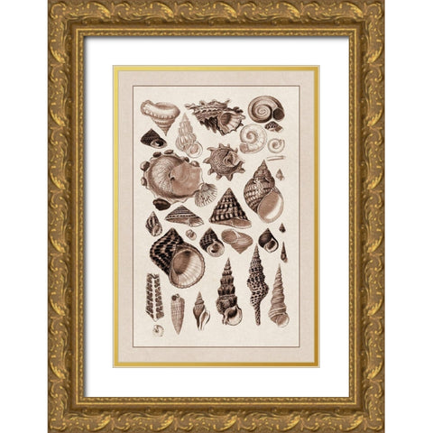 Shells: Trachelipoda #3 (Sepia) Gold Ornate Wood Framed Art Print with Double Matting by Sowerby, G.B.
