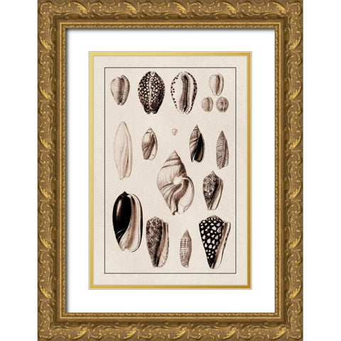 Shells: Convoltae and Orthocerata (Sepia) Gold Ornate Wood Framed Art Print with Double Matting by Sowerby, G.B.