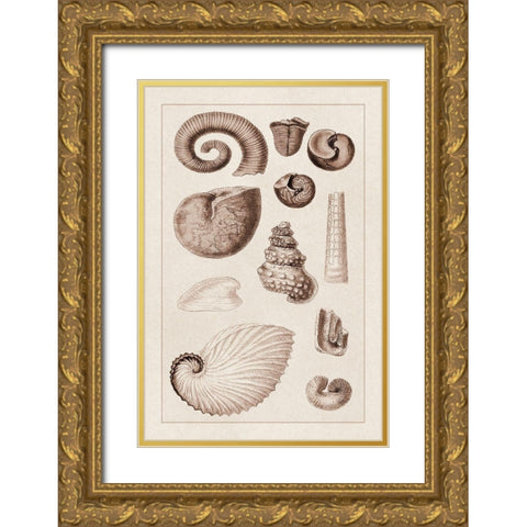Shells: Ammonacea (Sepia) Gold Ornate Wood Framed Art Print with Double Matting by Sowerby, G.B.