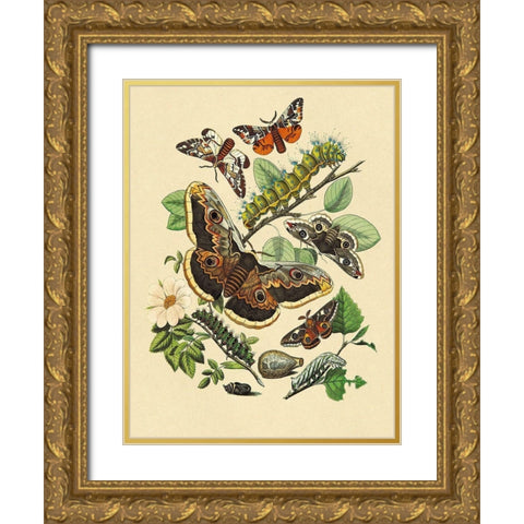 Moths: E. Versicolora, S. Pyri, S. Carpini Gold Ornate Wood Framed Art Print with Double Matting by Kirby, W. F.