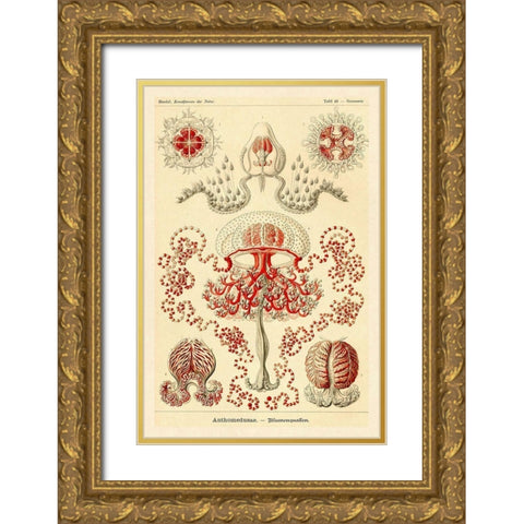 Haeckel Nature Illustrations: Anthomedusae Gold Ornate Wood Framed Art Print with Double Matting by Haeckel, Ernst